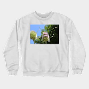 Teazels Crewneck Sweatshirt